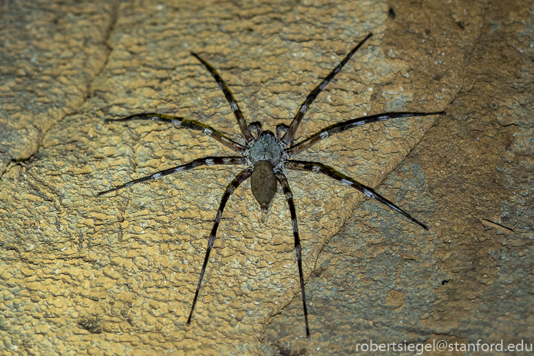 cave spider